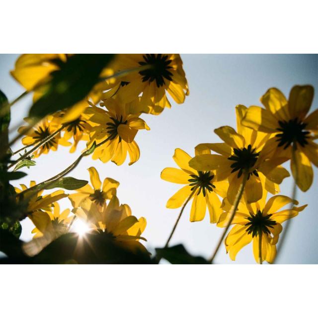 KODAK KODACOLOR 100 135-36