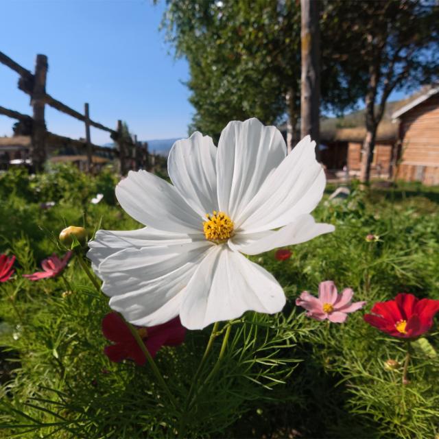 DJI Osmo Action 6 Macro Lens